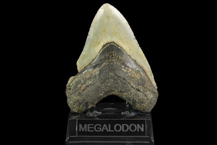 Fossil Megalodon Tooth - North Carolina #124463